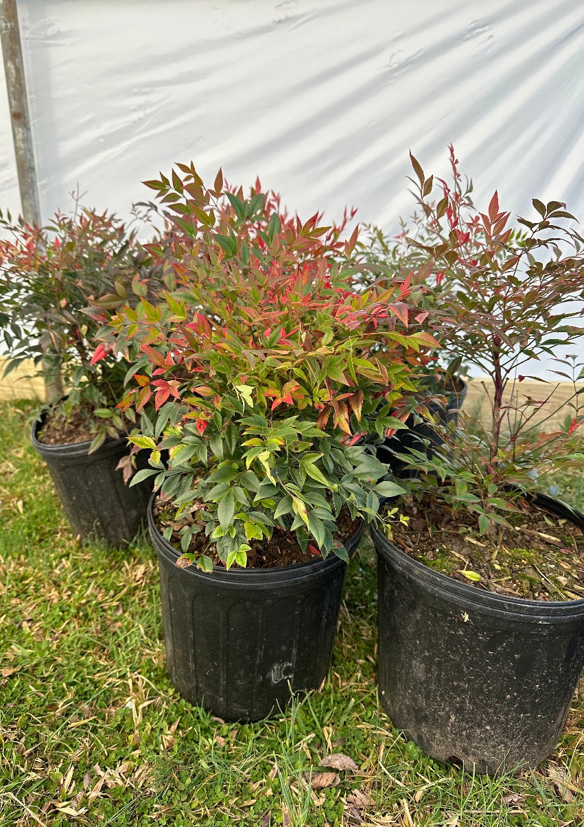 Gulf Stream Nandina